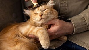 cat Summer Care Tips । cat Care Tips । cat Care Tips in Summer
