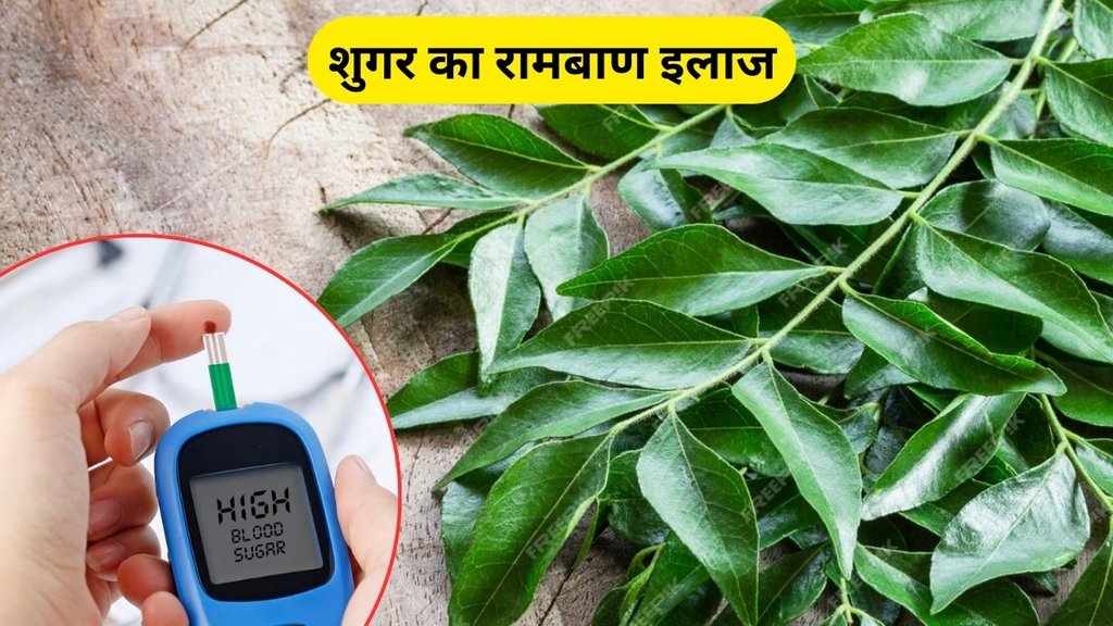 curry leaves for control diabetes, control diabetes, how to use curry leaves to reduce blood sugar, curry leaves to reduce blood sugar, how to use curry leaves