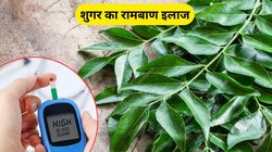 शुगर का काल है ये पत्ता, रोजाना खाली पेट खाना करने दें शुरू, बॉडी को मिलेंगे कमाल के फायदे