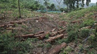 deforestation