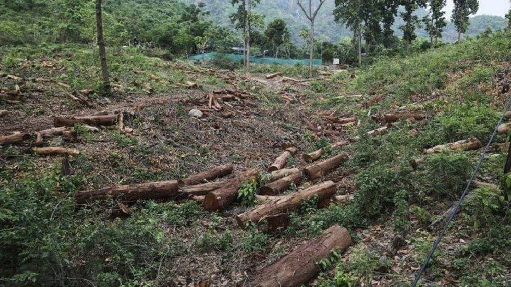 deforestation