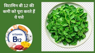 moringa leaves, health benefits of moringa leaves, What can moringa leaf cure, What are the benefits of moringa leaves boiled,