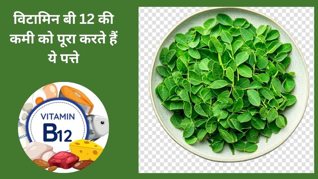 moringa leaves, health benefits of moringa leaves, What can moringa leaf cure, What are the benefits of moringa leaves boiled,