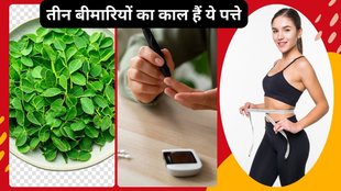 Moringa Leaves in Hindi,Moringa ke fayde kya hain, Moringa ke health benefits, Moringa ke patte ke fayde, Moringa ke patte se kya fayda hota hai, Moringa ke fayde aur upay, Moringa se hone wale health benefits,