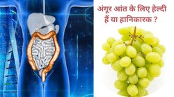 सेहत के लिए अमृत हैं अंगूर, लेकिन इस तरह खाएंगे तो बिगड़ जाएगी गट हेल्थ और बढ़ जाएगी एसिडिटी, जानिए Grapes कैसे पाचन पर करते हैं असर