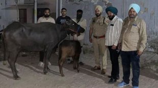 haryana police | buffalo lost | saharanpur |