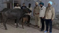 250 किमी तक पीछा, 225 CCTV कैमरों को खंगाला, पांच लोगों की टीम… भैंस ढूढ़ने के लिए हरियाणा पुलिस का ‘अनोखा तरीका’ हुआ सफल