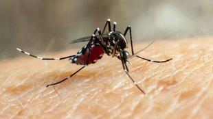 home remedies for dengue and malaria, home remedies for dengue, home remedies for malaria