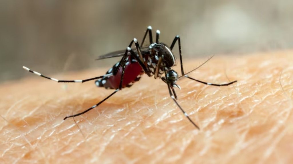 home remedies for dengue and malaria, home remedies for dengue, home remedies for malaria