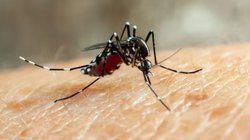 World Malaria Day 2025: बढ़ रहा मच्छरों का प्रकोप तो मलेरिया का हो सकता है खतरा, बच्चों और अपने आप को ऐसे रखें सुरक्षित