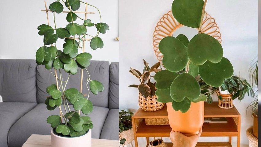 Hoya Heart Plant (pinterest)