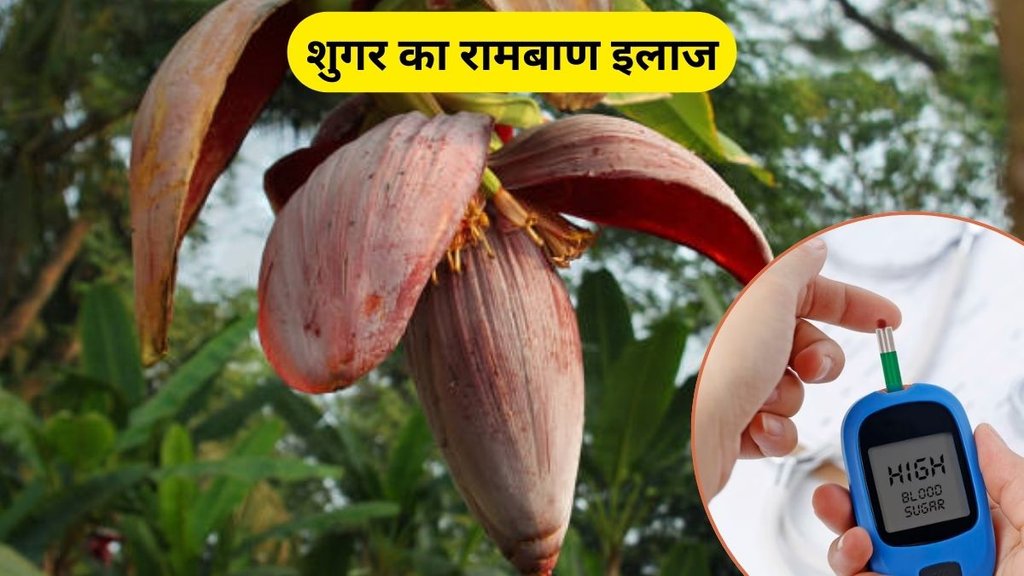Diabetes, benefits of banana flower, banana flower, blood sugar control, blood sugar, diabetic, banana flower for Diabetes