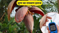 डायबिटीज के मरीजों के लिए संजीवनी है ये फूल.. सिर्फ एक खाने से शुगर हो जाएगी दूर, एक्सपर्ट ने बताए फायदे