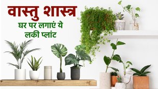 vastu tips, Lucky plants for home, lucky plants in front of the house, vastu tips for home, lucky plants indoor, good luck plant name, shami plant, moneyl plant, vastu tips for money plant,