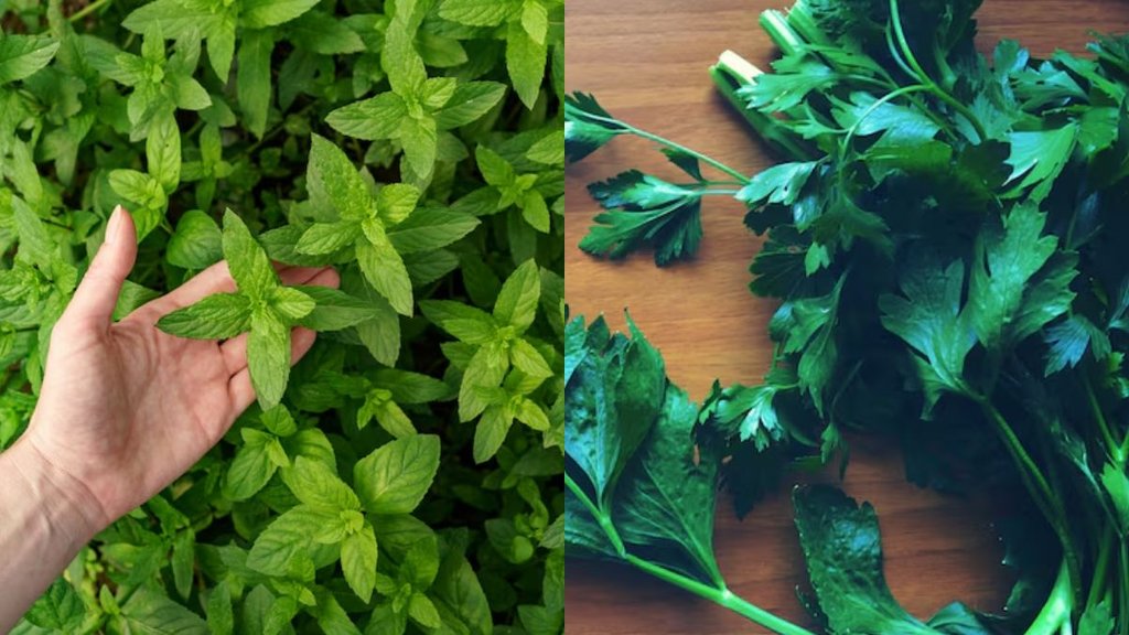 mint coriander leaves। storage hacks । mint । coriander