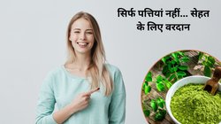 बढ़ती उम्र के लिए वरदान हैं ये पत्तियां, इन 5 समस्याओं से मिलेगी राहत, जानें कैसे करें इस्तेमाल