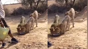 madhya pradesh news, Bhopal news, cheetahs, cheetahs in populated area