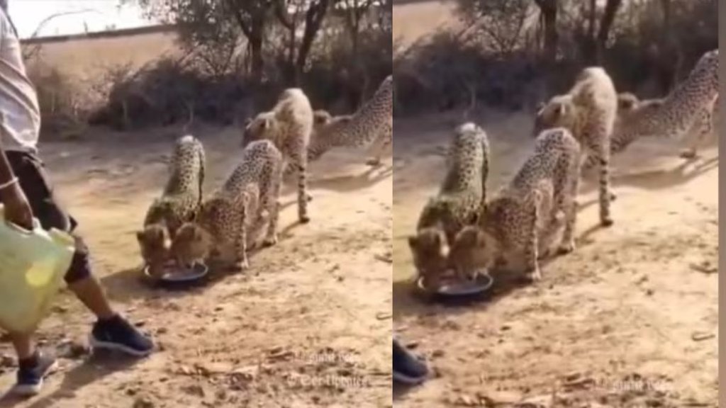 madhya pradesh news, Bhopal news, cheetahs, cheetahs in populated area