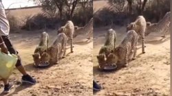 MP News: ‘अगर चीतों को इंसानों से खाना और पानी मिलता रहेगा तो ये जानवर…’, कूनो के अधिकारियों ने लोगों को चेताया