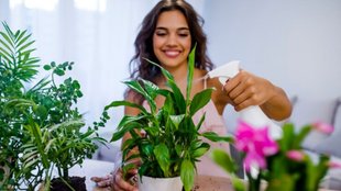 gardening ideas । gardening tips । gardening tips for beginners