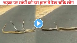 Snake Fight: सड़क पर लिपटे दिखे तीन सांप, दो के बीच हुई भयंकर लड़ाई, Viral Video देख लोगों ने कहा- हाथ जोड़ना चाहिए