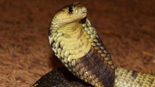 snake, Meerut News, Crime News,