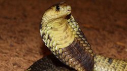 कातिल पत्नी का खुला राज, पहले प्रेमी संग मिलकर पति को जान से मारा, फिर पुलिस को भ्रमित करने के लिए चारपाई पर छोड़ा सांप