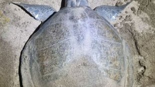 tortoise, maharashtra, odisha