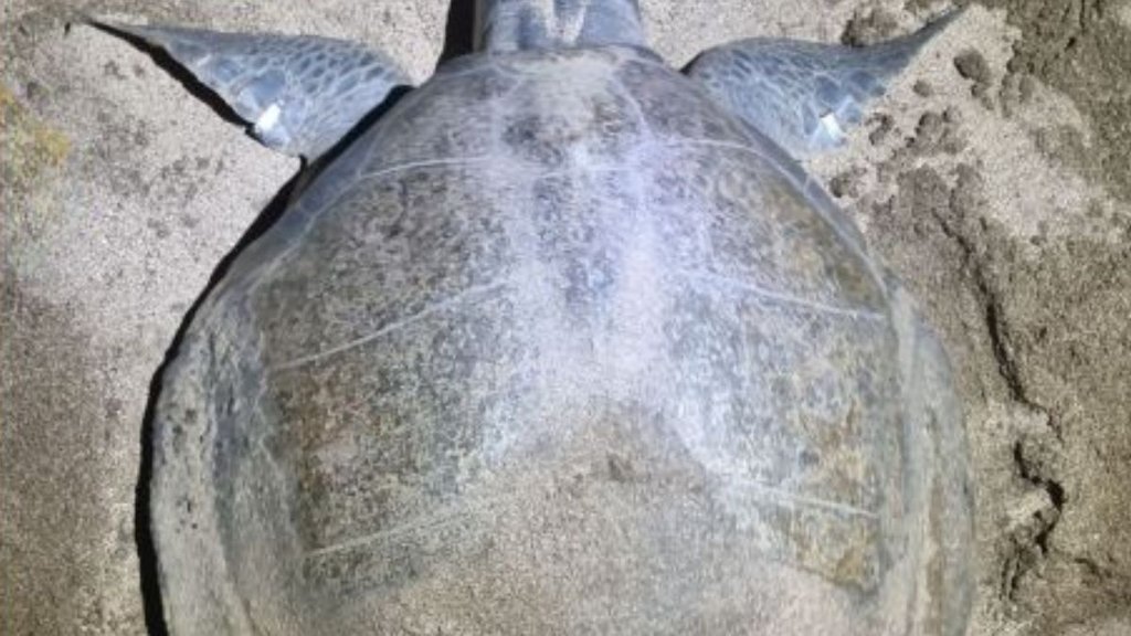 tortoise, maharashtra, odisha