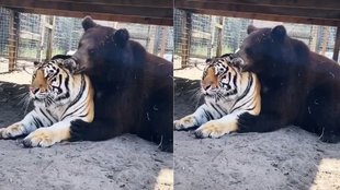 Tiger| Tiger Bear Viral Video| Animal Viral Video