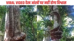 यूं गोल-गोल घूमकर पेड़ पर चढ़ गया विशालकाय अजगर, रोंगटे खड़े कर देने वाला VIRAL VIDEO