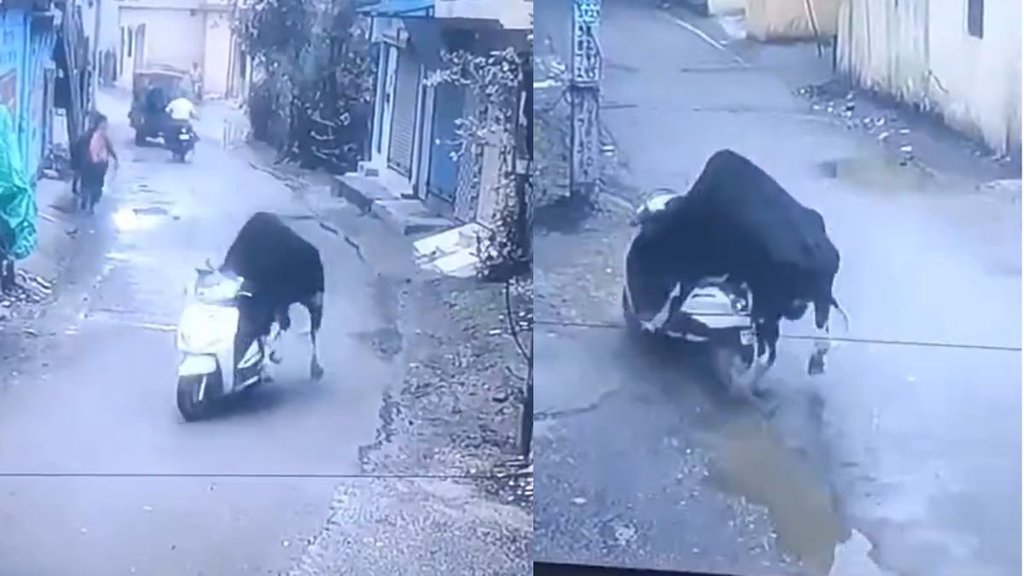 Viral bull video, Rishikesh bull, bull scooter video