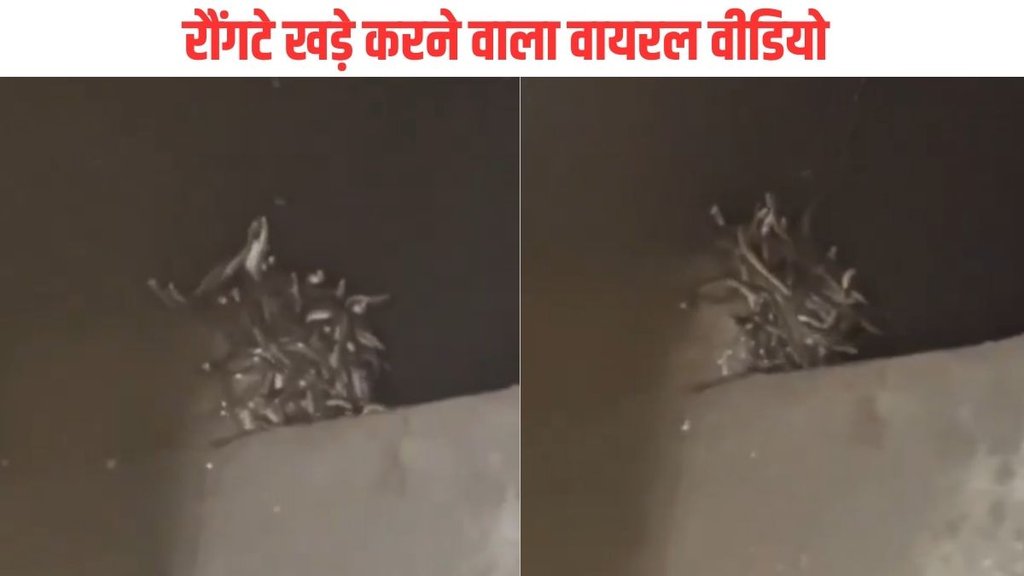 Maharajganj, maharajganj news, maharajganj news in hindi