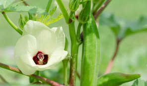 Okra Water Health Benefits