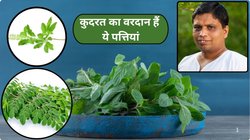 सुबह खाली पेट चबा लीजिए ये 3 तरह के पत्ते, साफ होगा पेट, शांत रहेगी शुगर, आचार्य बालकृष्ण ने बताया ये अचूक नुस्खा