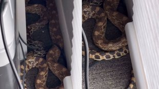 Snake| Snake Video| Hindi News