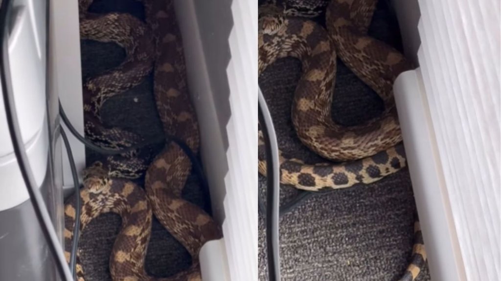 Snake| Snake Video| Hindi News