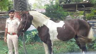 Bihar police custody horse, Bihar police