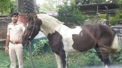 बिहार पुलिस ने घोड़े को हिरासत में लिया, शराब तस्करी के लिए किया जा रहा था इस्तेमाल