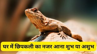 chipkali ke shubh ashubh sanket, chipkali ke shubh sanket, chipkali ke ashubh sanket, lizard at home good and bad, shubh ashubh, lizards at home meaning, शुभ-अशुभ संकेत, Chipkali ke shubh ashubh sanket meaning, Astro tips, Chipkali ke shubh ashubh sanket meaning in hindi