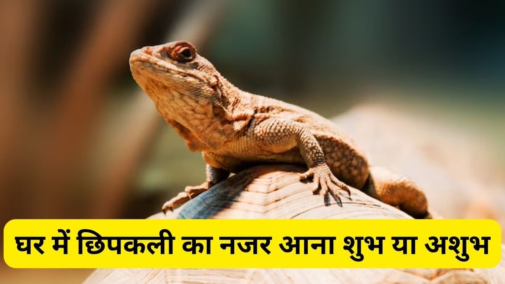 chipkali ke shubh ashubh sanket, chipkali ke shubh sanket, chipkali ke ashubh sanket, lizard at home good and bad, shubh ashubh, lizards at home meaning, शुभ-अशुभ संकेत, Chipkali ke shubh ashubh sanket meaning, Astro tips, Chipkali ke shubh ashubh sanket meaning in hindi
