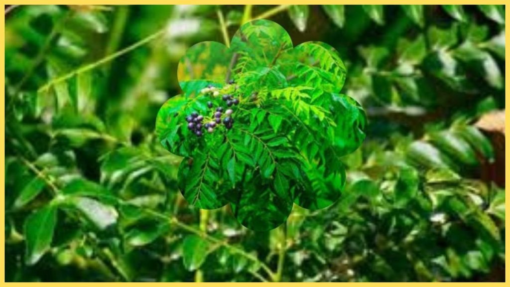 Curry Leaves Plant । Curry Leaves