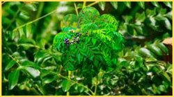 गर्मी में करी पत्ते के पौधे को कैसे करें घना, इस एक ट्रिक से जंगल की तरह हो जाएगा हरा-भरा