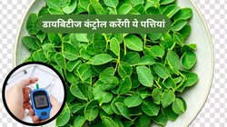डायबिटीज मरीजों के लिए अमृत हैं ये पत्ते, हर दिन सुबह 5-6 खा लें फास्टिंग शुगर हो जाएगी कंट्रोल, दिन भर एनर्जी होगी बूस्ट