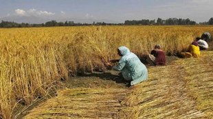 MSP increase, Minimum Support Price, Kharif crops