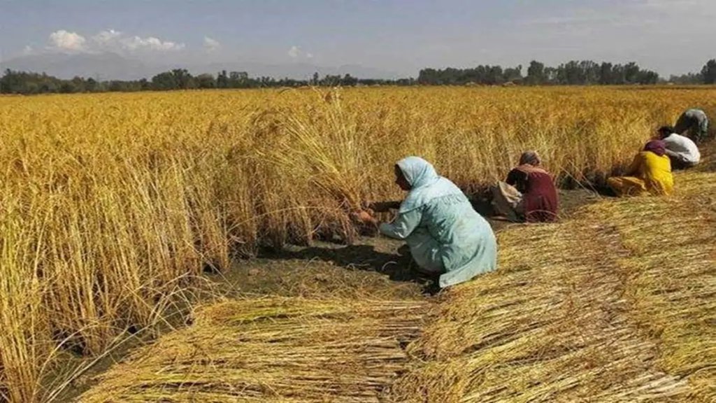 MSP increase, Minimum Support Price, Kharif crops