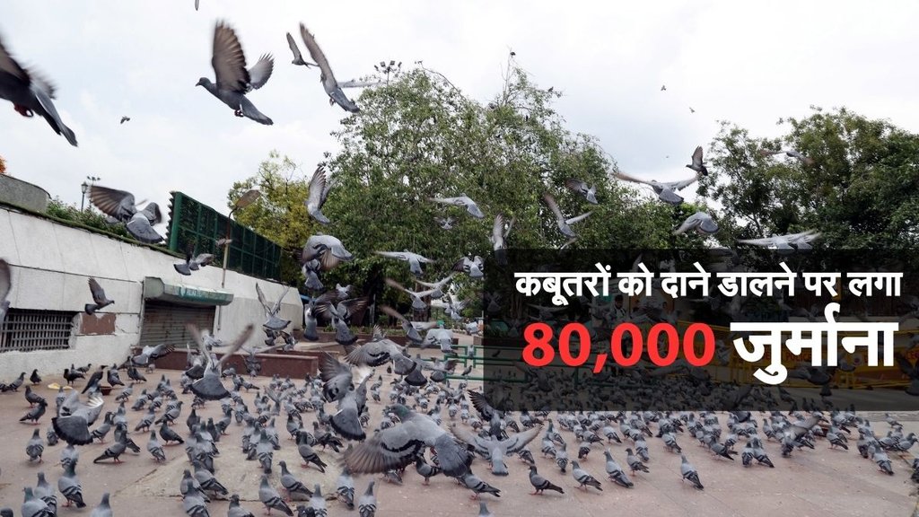 Feeding pigeons meaning, Feeding pigeons good or bad, Feeding pigeons in Hinduism