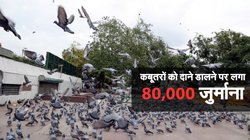 कबूतरों को दाना डालना बुजुर्ग महिला को पड़ा भारी, लगा 80 हजार रुपये जुर्माना