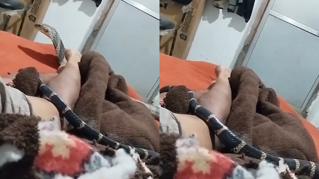 Snake| Snakw Viral Video| Snake Video