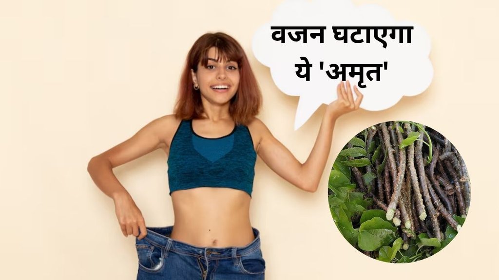How to consume Giloy for weight loss | Giloy Benefits | ayurvedic herbs for weight loss